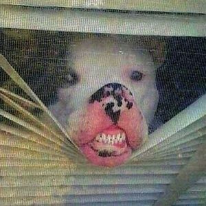 Meet your Posher, Abraham